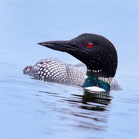 Common Loon