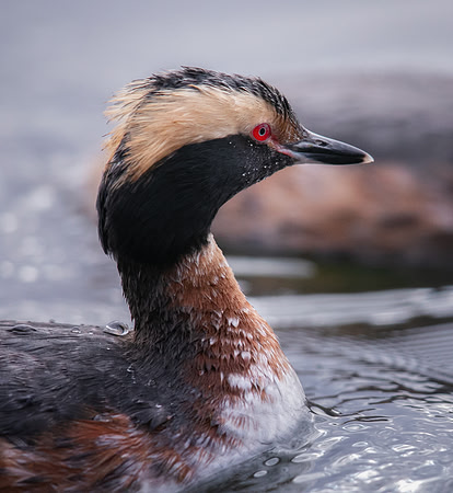 Horned Grebe