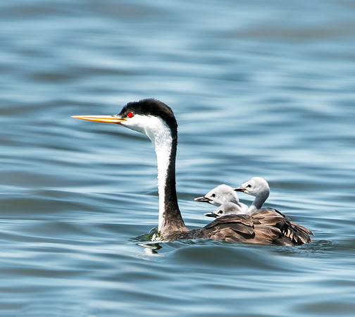 Western Grebes