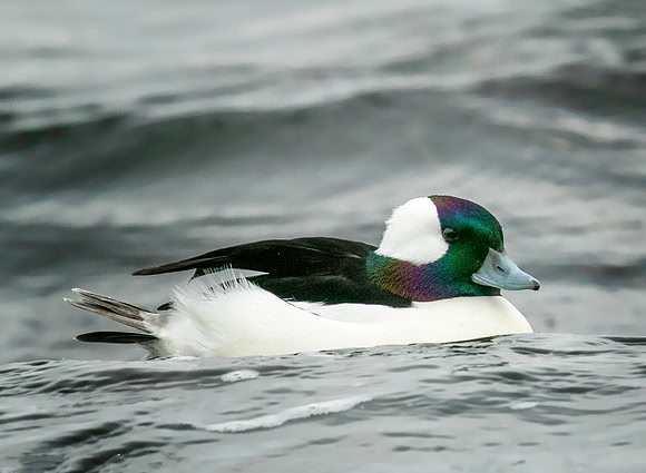 Bufflehead