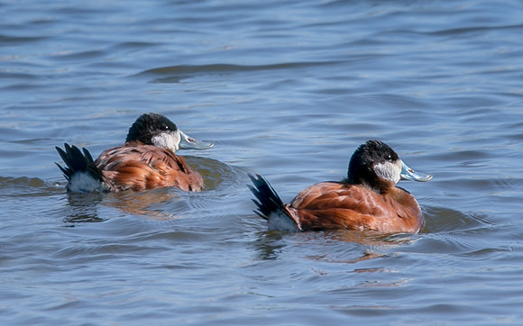 Ruddy Ducks