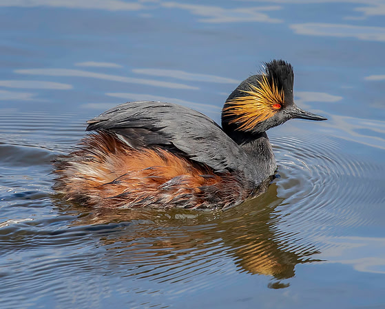 Eared Grebe