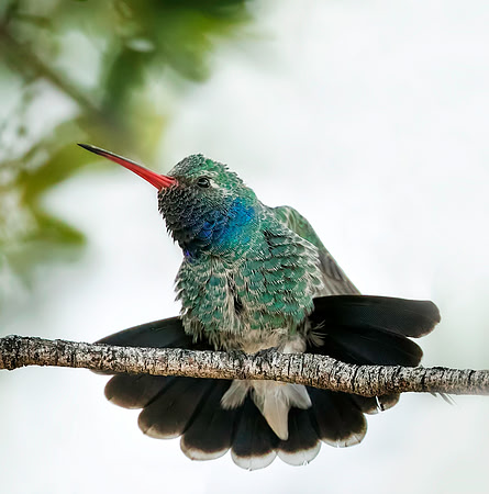 Broad-billed Hummingbird
