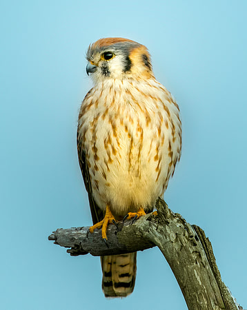 Am Kestrel