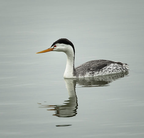 Clark's Grebe
