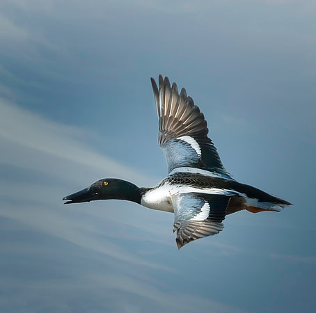 Northern Shoveler