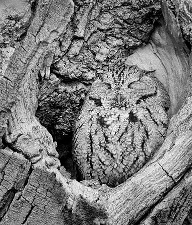 Western Screech Owl