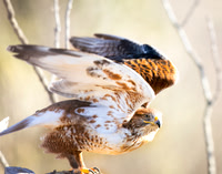 Ferruginous Hawk