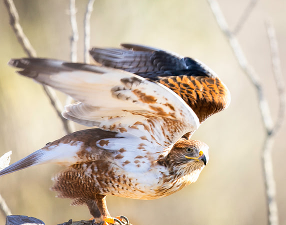Ferruginous Hawk