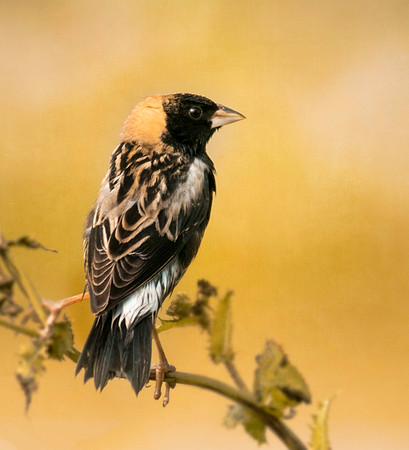 Bobolink