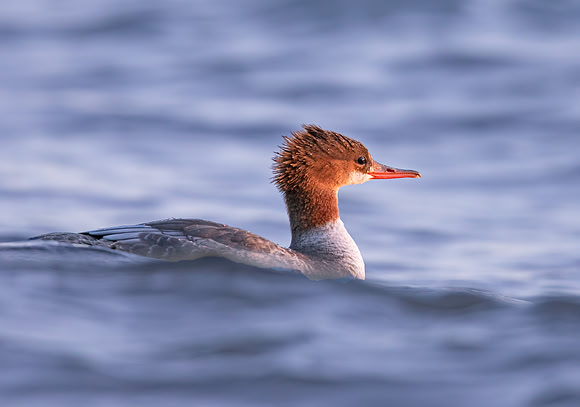 Common Merganser