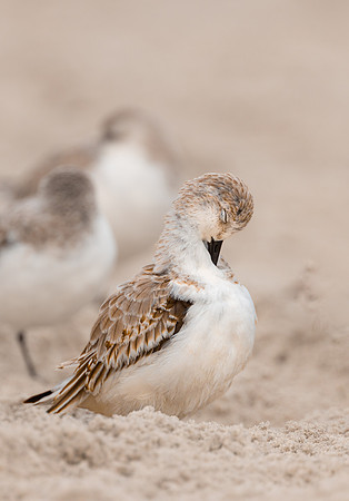 Sanderling