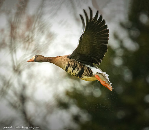 White-fronted Goose