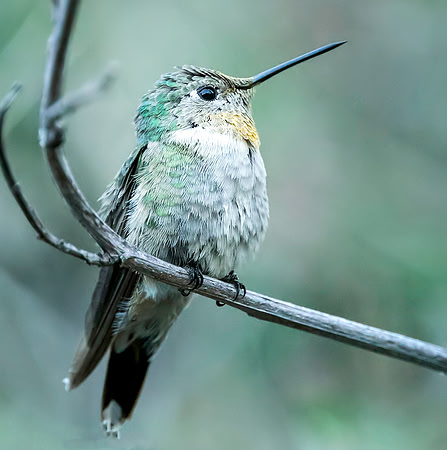 Female Anna's Hummingbird