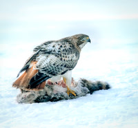 Red-tailed Hawk