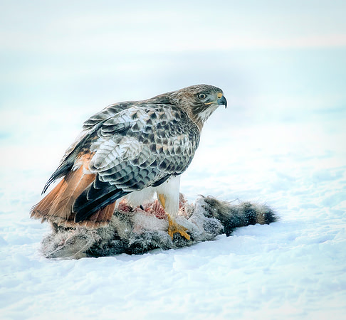Red-tailed Hawk
