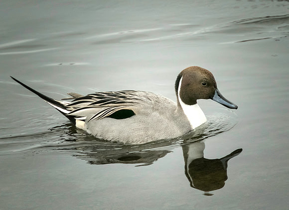 Northern Pintail