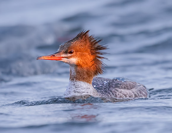 Common Merganser
