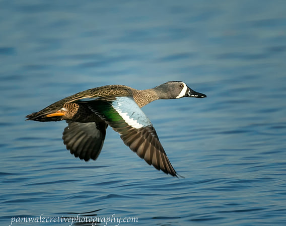 Blue-Winged Teal