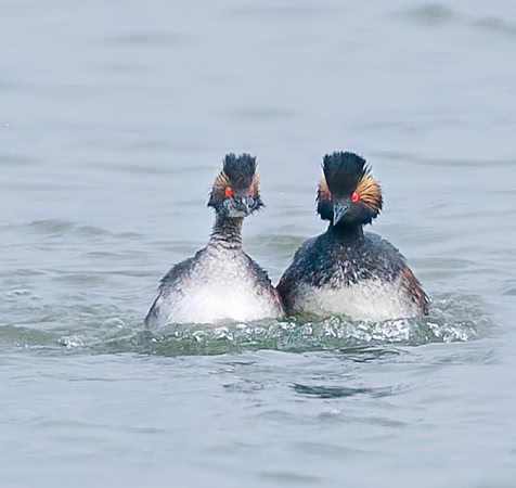 Eared Grebes