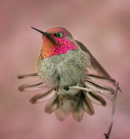 Anna's Hummingbird