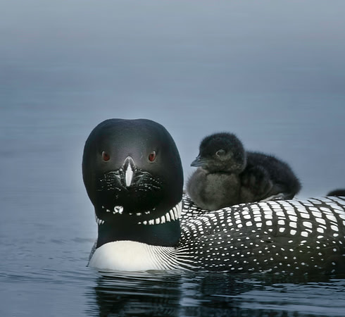 Loon with Chick
