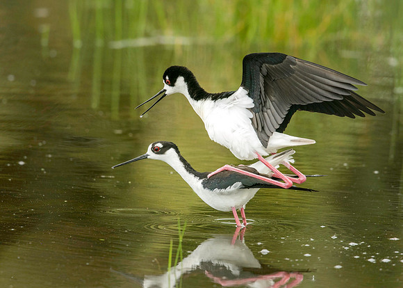 Black-necked Stilts