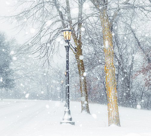Winter Tree