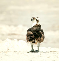 Osprey
