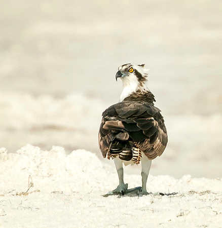 Osprey