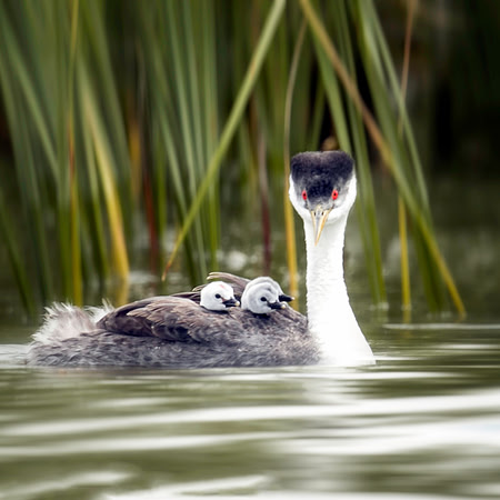 Western Grebes