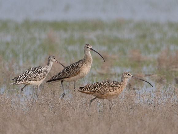 Long-billed Curlews