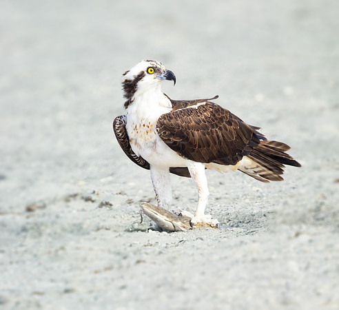 Osprey