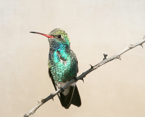 Broad-billed Hummingbird