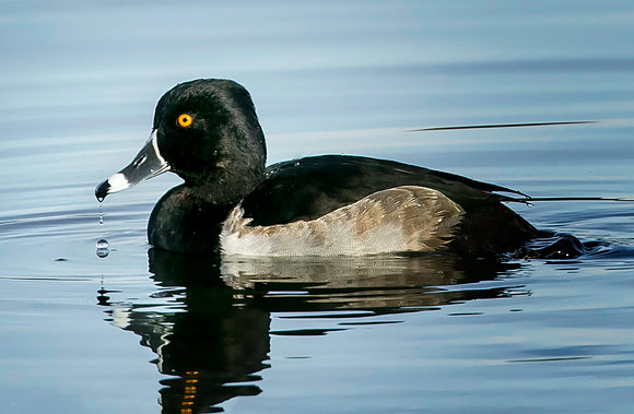 Ring-necked Duck