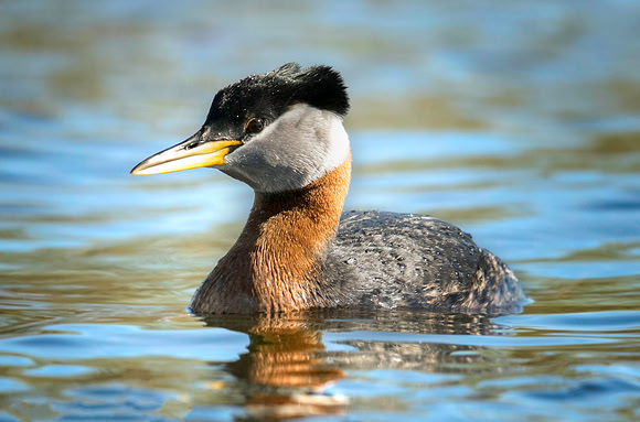 Red-necked Grebe